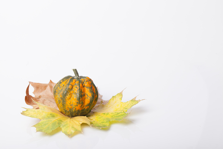Pumpkin and squash autumn backgrounds on the tableの写真素材