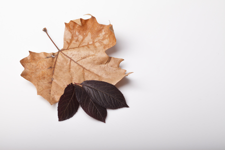 fallen leaves in autumn origin on the tableの写真素材