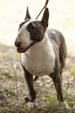 Dog Bull Terrier, Selective focus and small depth of fieldの写真素材