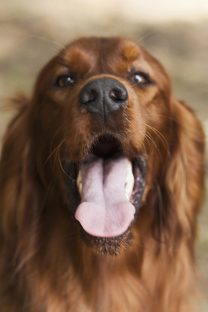 Dog Irish Setter, Selective focus and small depth of fieldの写真素材