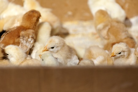 Little yellow chicks, Selective focus and small depth of field, lens flareの写真素材