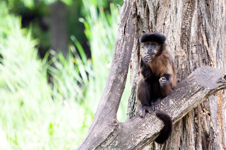 Geoffroy's Spider Monkey (Ateles geoffroyi) stands on a tree and looks around
