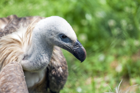 Close up portrait  Griffon vulture (Gyps fulvus) looks around and looks for food for himself. With empty space for your textの写真素材
