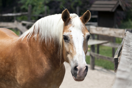 Portrait of a beautiful brown horse on the farm while looking aroundの写真素材