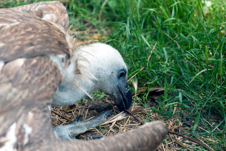 Close up Griffon vulture (Gyps fulvus) takes with its beak from the ground a branchの写真素材