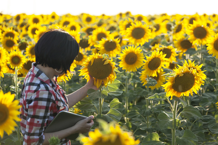 Female farmer, an agronomist by profession, is in the field with sunflowers. Examines the quality of sunflowerの写真素材