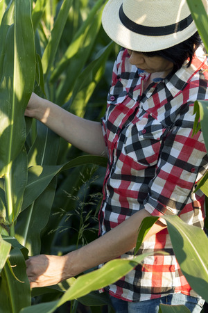 Close up woman farmer, the agronomist examines the quality of cornの写真素材