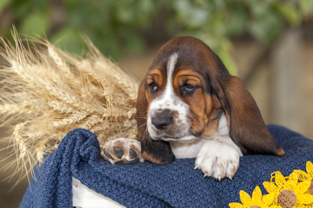Gentle and sweet Basset hound puppy with sad eyes sitting in a basket on the blanketの写真素材