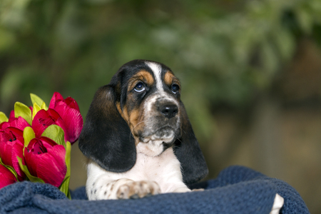 Close up gentle and sweet Basset hound puppy with sad eyes sitting and looks up. Copy spaceの写真素材