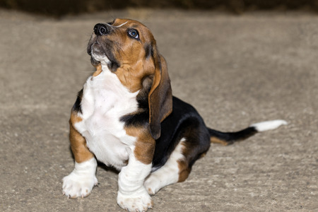 Little sweet puppy Basset hound sits on the concrete and looks upの写真素材
