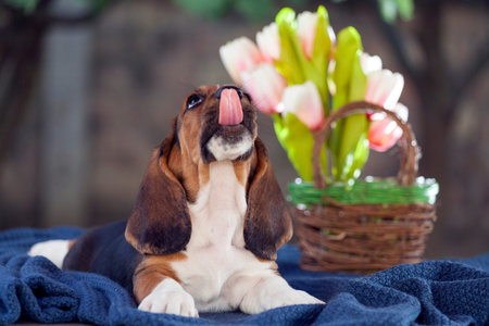 Sweet little gentle puppy Basset hound with sad eyes and very long ears sitting on a blanket. In the background there is a basket with flowersの写真素材