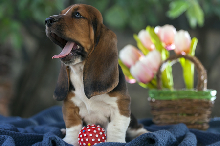 Sweet little gentle puppy Basset hound with sad eyes and very long ears sitting on a blanket. In the background there is a basket with flowersの写真素材