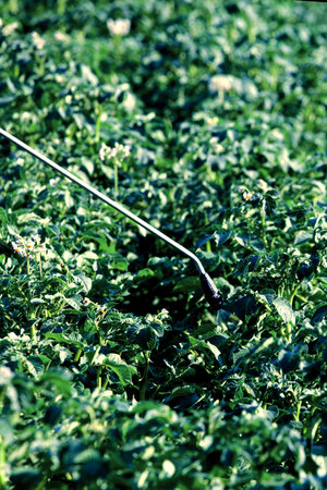 Spraying potato plants with insecticide in gardenの写真素材