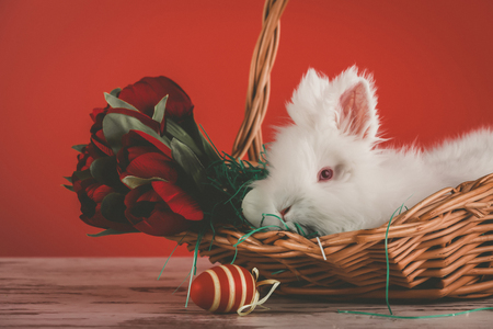 Little bunny in basket with decorated eggs and tulips - Easter card - Imageの写真素材