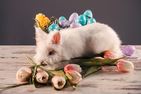 Rabbit, colorful easter eggs and tulips on a wooden background. Greeting card.Copy spaceの写真素材