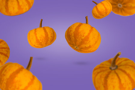 Pumpkins floating in the air in a purple background, food and holiday decoration. Thanksgiving concept background.の写真素材