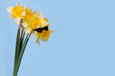 Funny idea with flower wearing sunglasses on a blue background. Minimal spring concept. Copy space.の写真素材