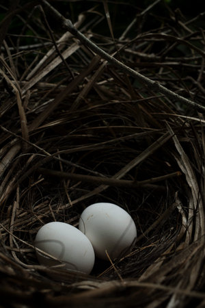 Eggs in the Nestの写真素材