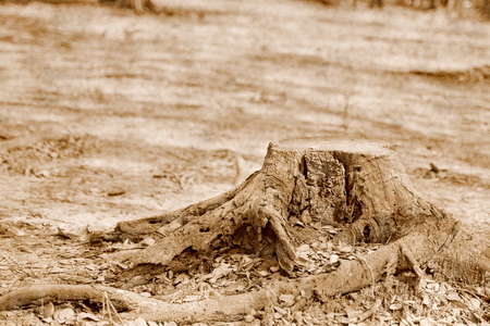 tree stump in the parkの写真素材