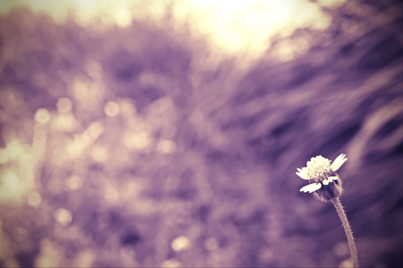 Single flower on blur の写真素材