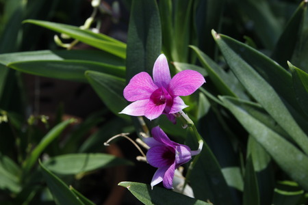 close up of violet orchid flowerの写真素材