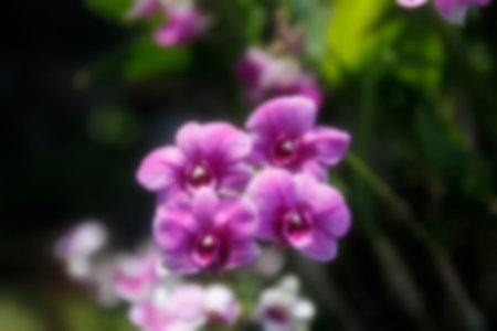 abstract blur focus of orchid flowerの写真素材