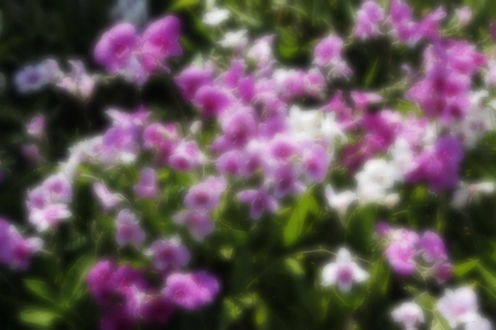 abstract blur focus of orchid flowerの写真素材