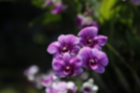 abstract blur focus of orchid flowerの写真素材