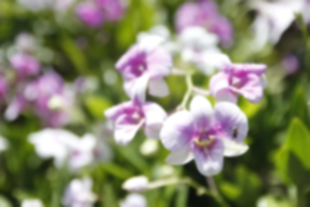 abstract blur focus of orchid flowerの写真素材