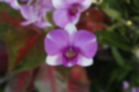 abstract blur focus of orchid flowerの写真素材
