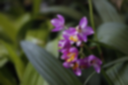 abstract blur focus of orchid flowerの写真素材