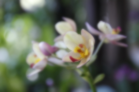 abstract blur focus of orchid flowerの写真素材