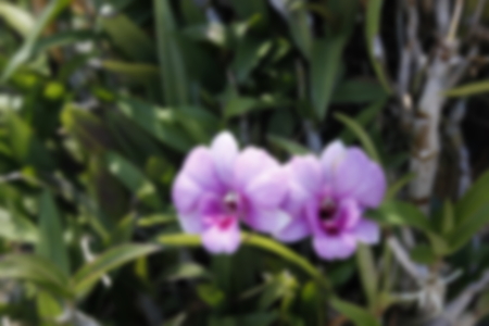abstract blur focus of orchid flowerの写真素材