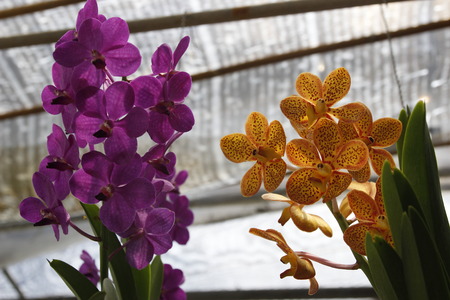 close up of violet and yellow orchid flowerの写真素材