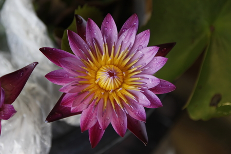 close up of lotus flowerの写真素材