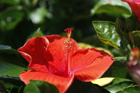 close up of hibiscus flowerの写真素材