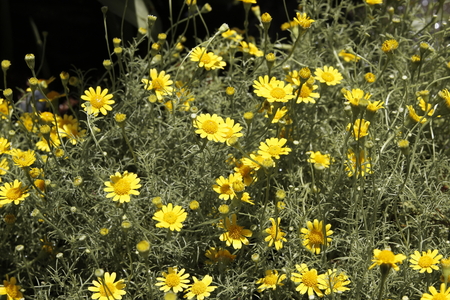 background of yellow cosmos flowerの写真素材