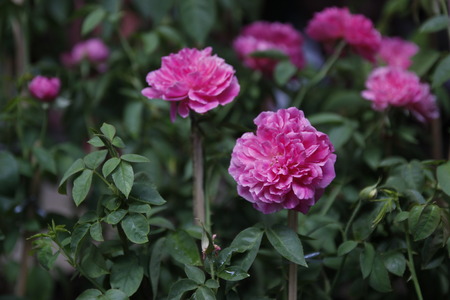close up of pink rose flowerの写真素材