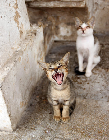 kitten is yawning in the morning