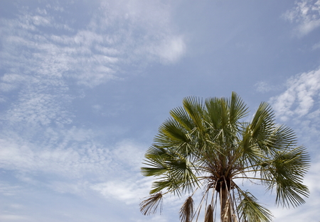 palm tree on sky backgroundの写真素材