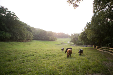 Cows Eating Grass