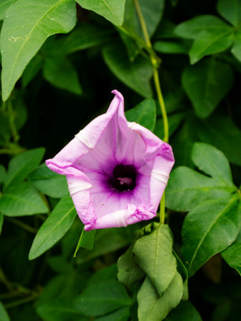 Close up of a lilac morning glory flower that is bloomingの写真素材