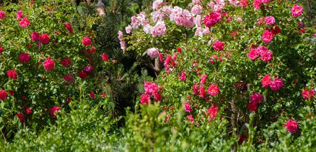 roses on a natural green backgroundの写真素材