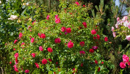 roses on a natural green backgroundの写真素材