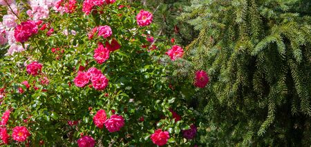 roses on a natural green backgroundの写真素材