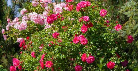 roses on a natural green backgroundの写真素材