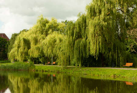 A great place to relax in the park with benchesの写真素材