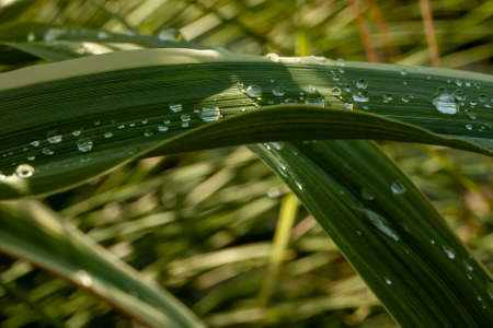 drops of water on the leaves of large grass Miscantの写真素材