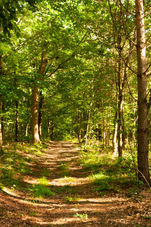 road on a sunny day in the forest, a lot of yellow light, green leaves,の写真素材