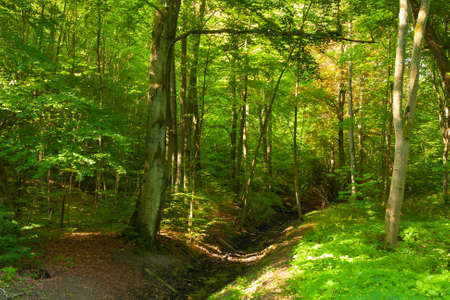 sunny day in the forest, lots of yellow light, green leaves, shallow forest streamの写真素材